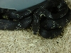 russian ratsnake