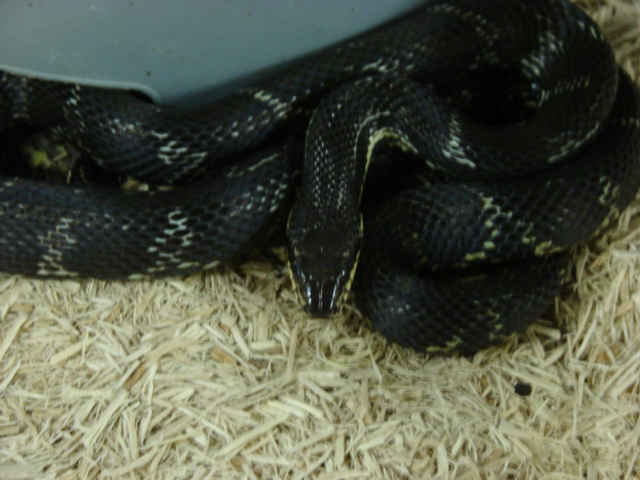 russian ratsnake