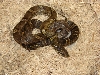korean ratsnake