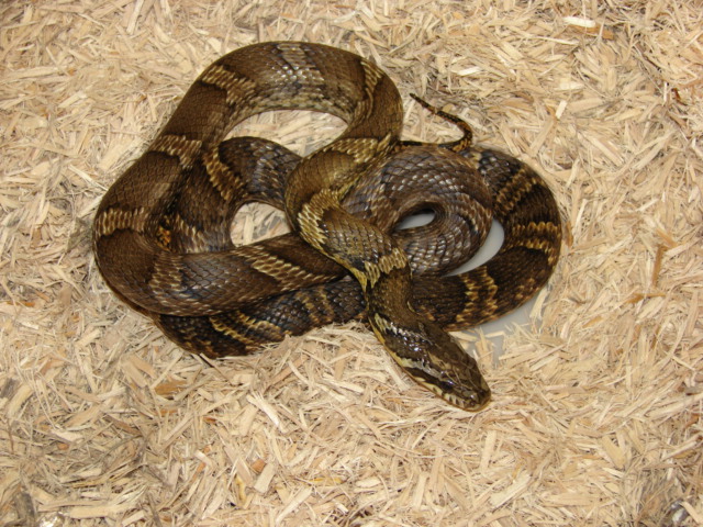 korean ratsnake