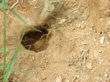 N.A. wood turtle nest
