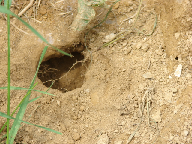N.A. wood turtle nest