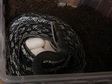 blue beauty / eggs