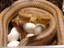 Yellow rat snake laying eggs