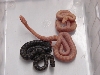 Emory's rat snakes (amel and hets)