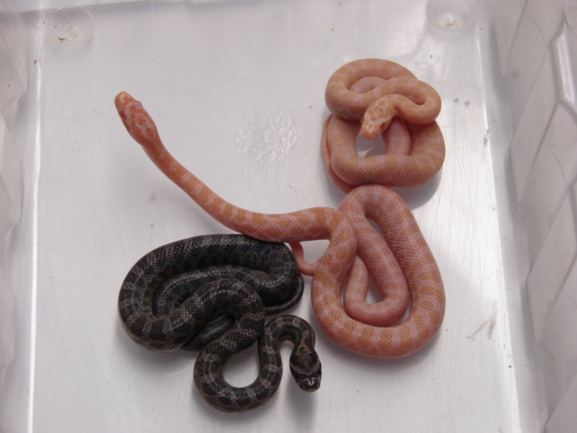 Emory's rat snakes (amel and hets)