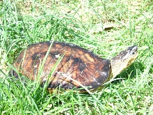 south american wood turtle