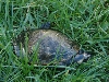 red-bellied short neck