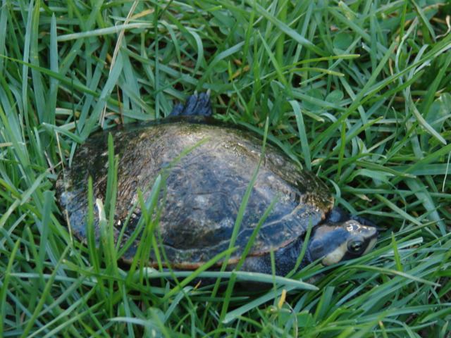 red-bellied short neck