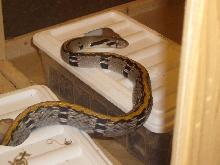 yellow-striped ratsnake