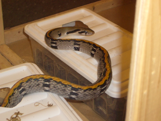 yellow-striped ratsnake