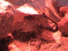Chico in his habitat