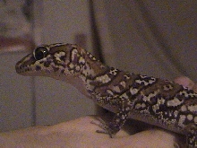 Chico the Pictus