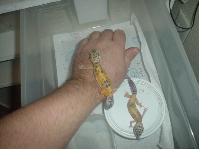 new gex