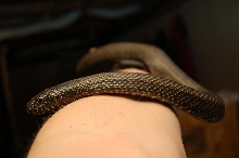 gimpy