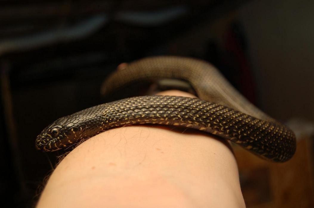 gimpy