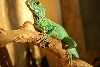 Chinese water dragon