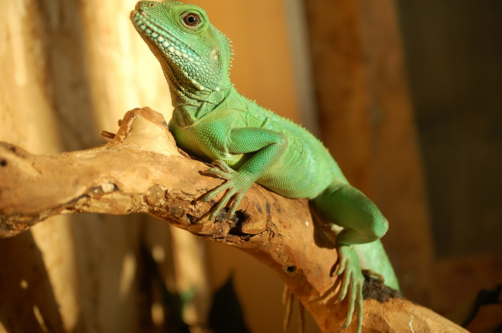 Chinese water dragon