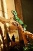 Chinese water dragon