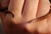 Ringneck