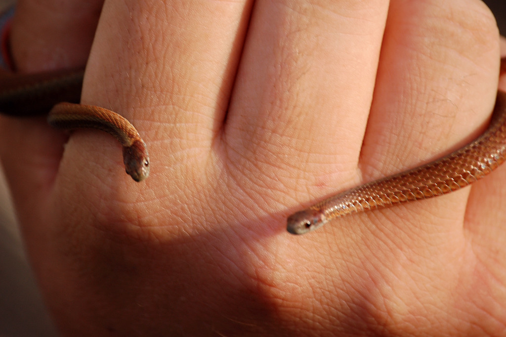 Ringneck