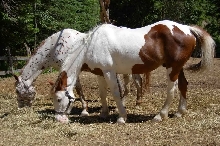 horse001