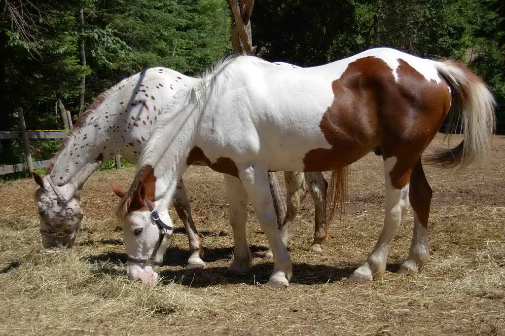 horse001