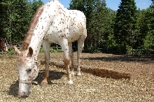 horse002