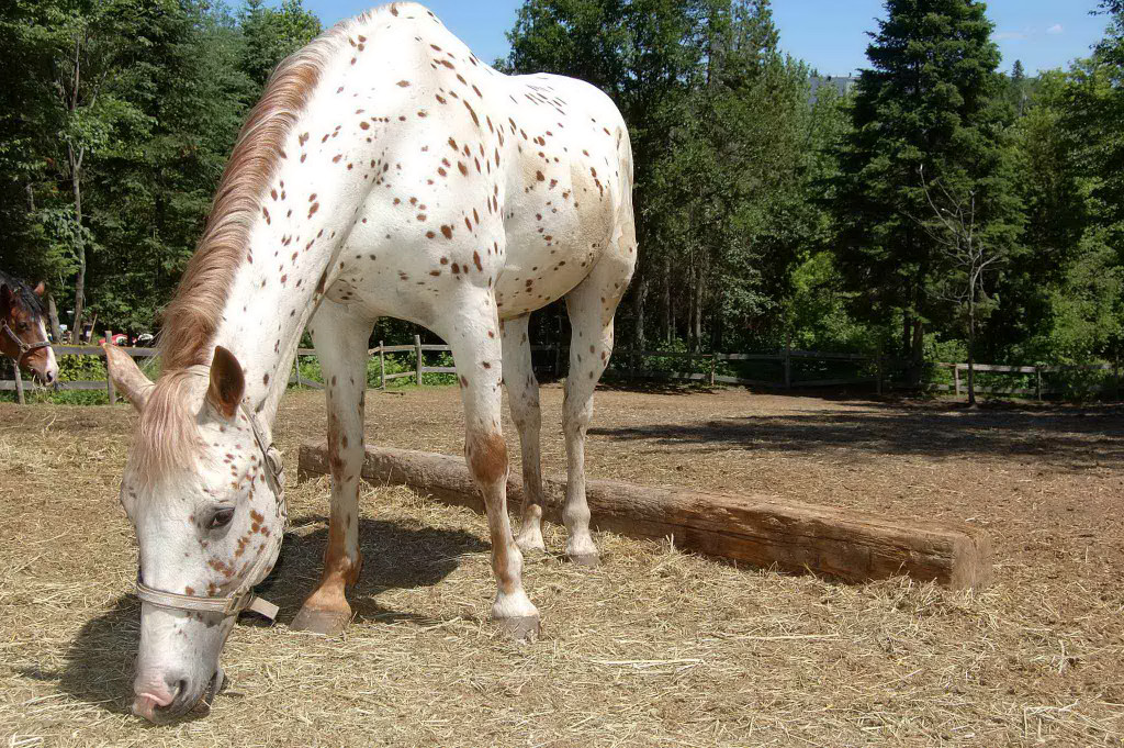 horse002