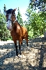 horse003