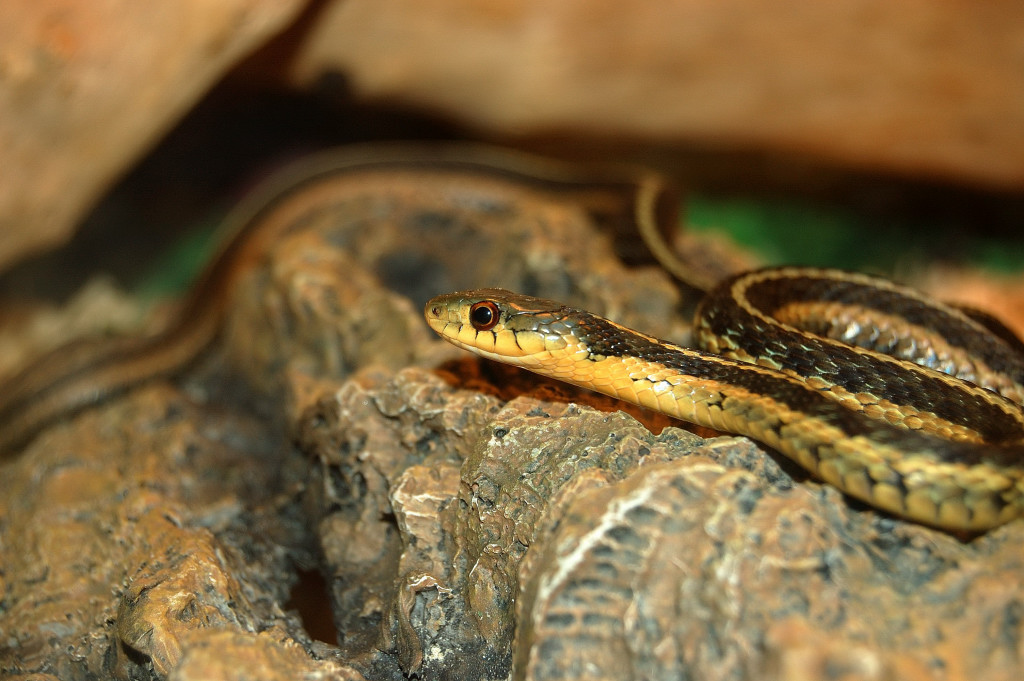 common garter snake