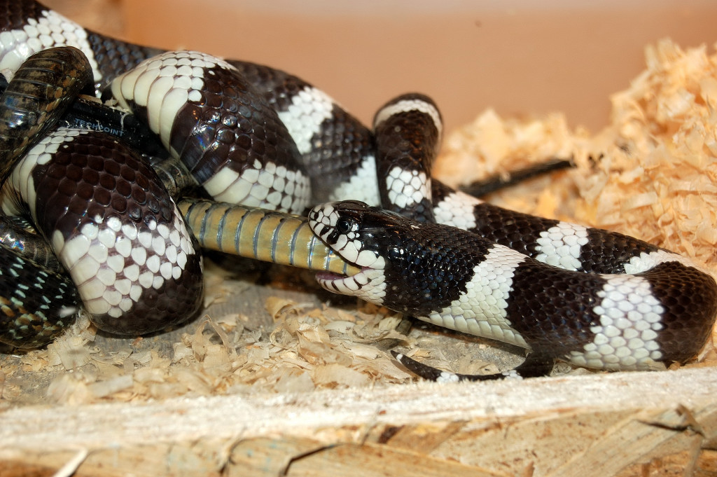 kingsnake eating garter