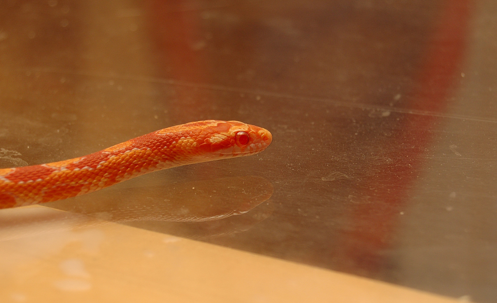 Slinky