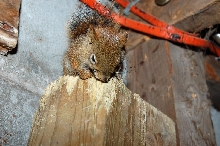 squirrel