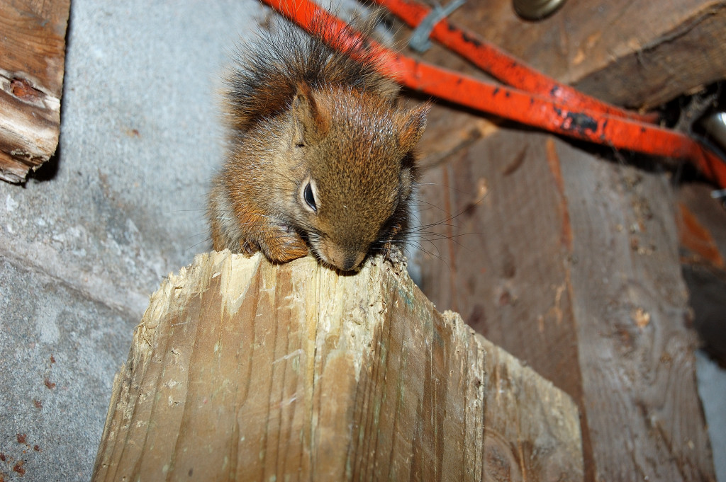squirrel