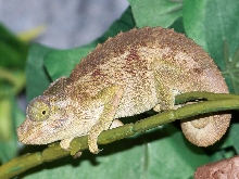 female jackson