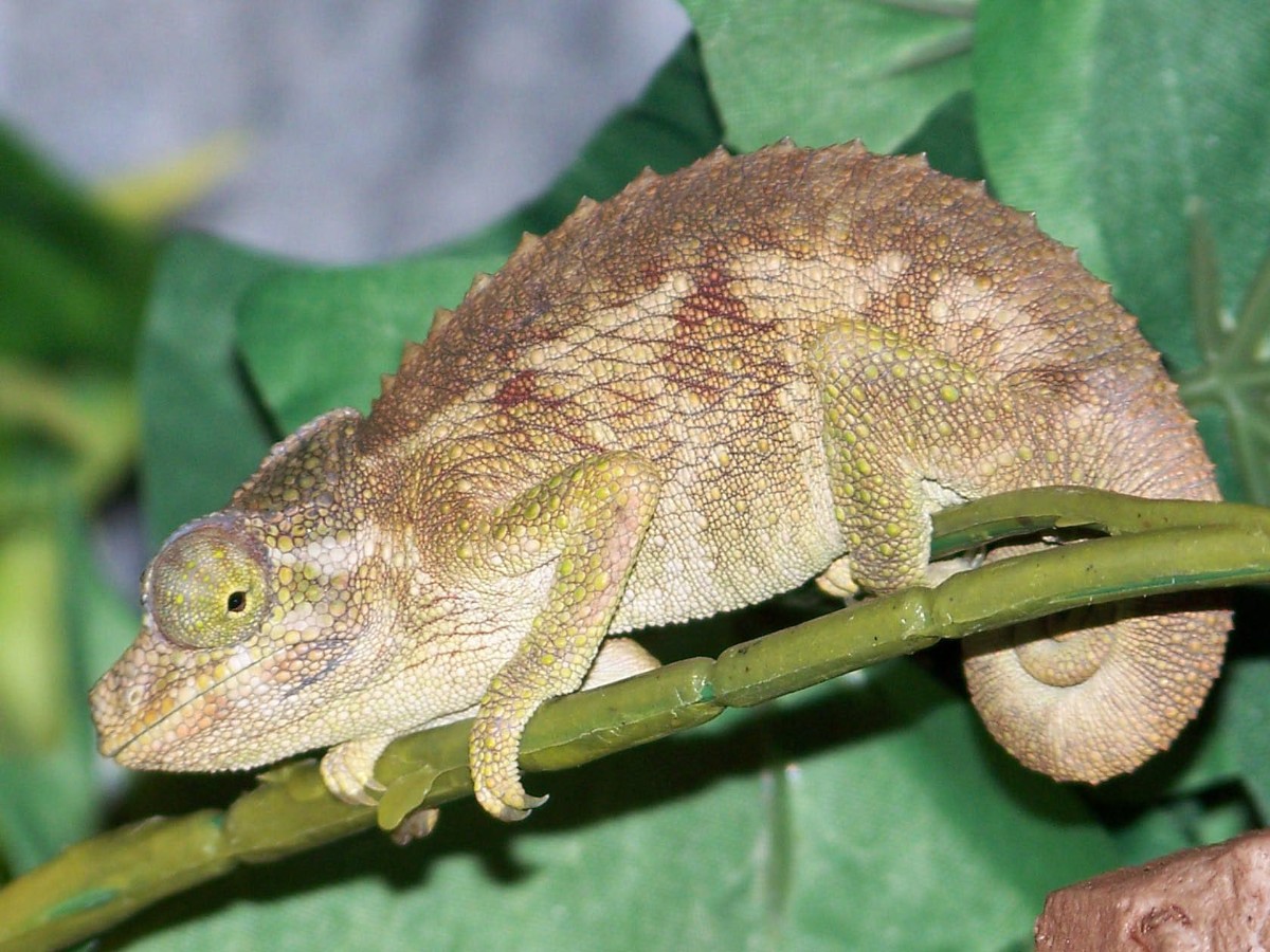 female jackson