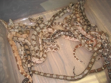 Summit pastel litter #1
