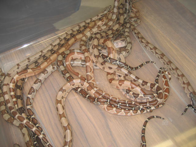 Summit pastel litter #1 pic 2