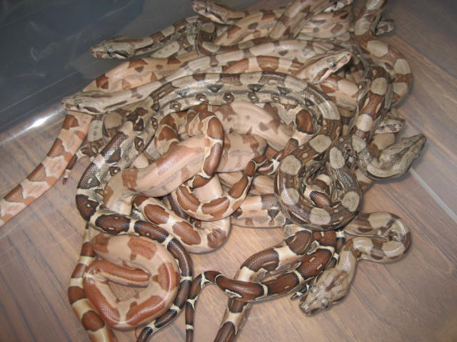 Summit pastel litter #1 pic 3