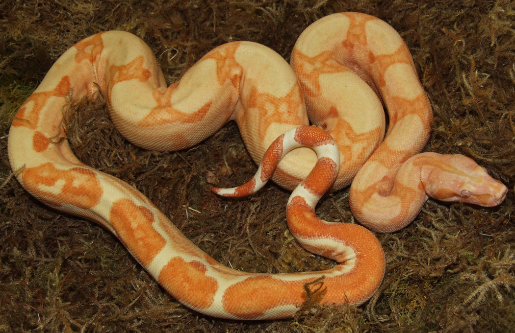 2007 Male Sharp Sunglow