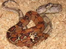 RED Summit Pastel male