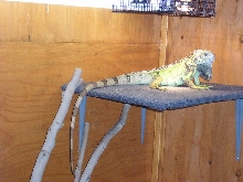 Iguana