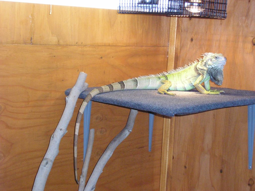 Iguana