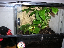 buddhas cage