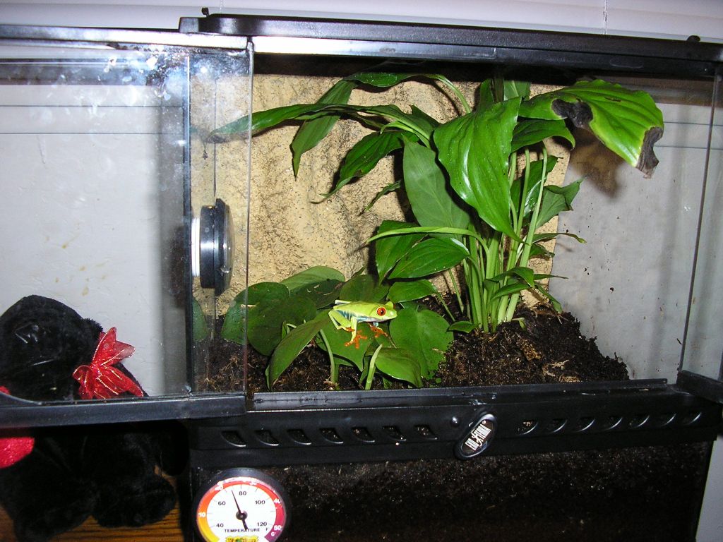 buddhas cage