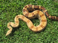 Summit Pastel female #2