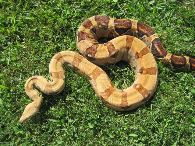 Summit Pastel female #2