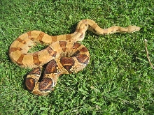 Summit Pastel female #1