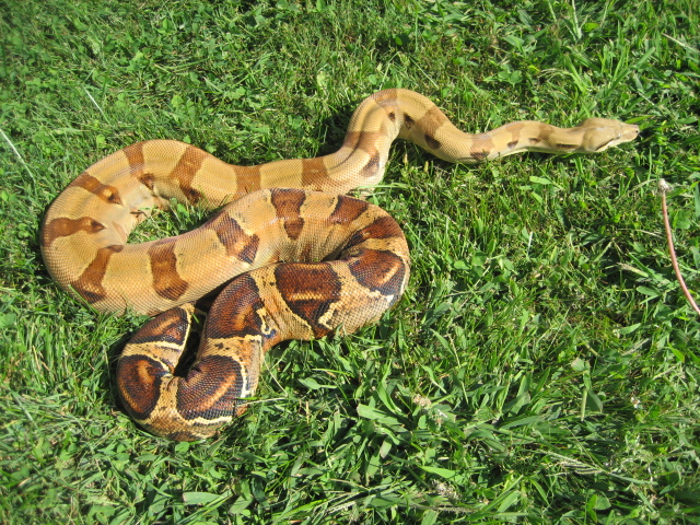 Summit Pastel female #1
